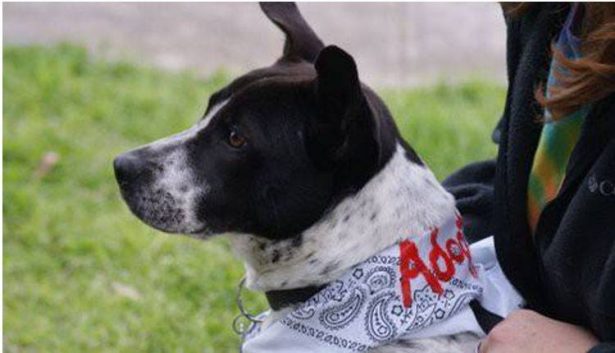 Get a Dog from Dogs 2nd Chance