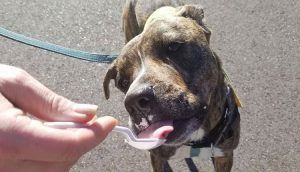 Dog eating from spoon