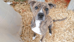 Beautiful dog for adoption