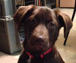 Dogs 2nd Chance Dogs