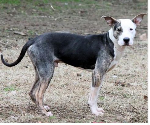 Dogs 2nd Chance Dogs