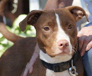 Dogs 2nd Chance Dogs