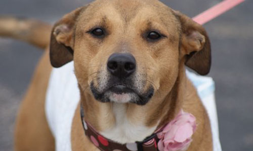 Dogs 2nd Chance Dogs