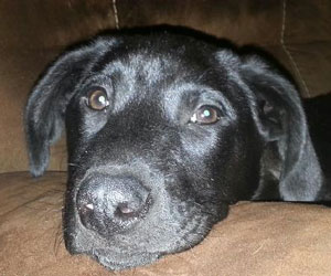 Dogs 2nd Chance Dogs