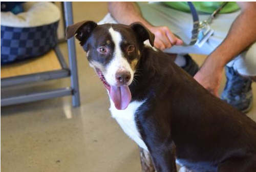 Dogs 2nd Chance Dogs