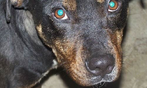 Dogs 2nd Chance Dogs