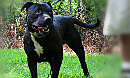 Dogs 2nd Chance Dogs