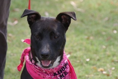 dogs 2nd chance adoptable dog