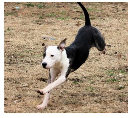 dogs 2nd chance adoptable dog