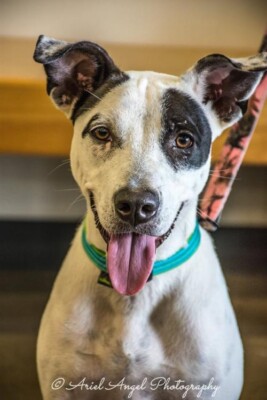 dogs 2nd chance adoptable dog