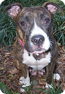 dogs 2nd chance adoptable dog