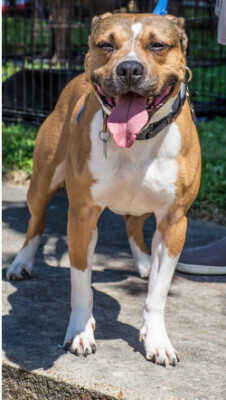 dogs 2nd chance adoptable dog